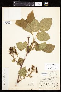 Rubus ablatus image