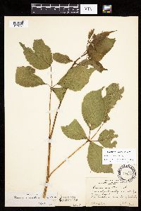 Rubus ablatus image