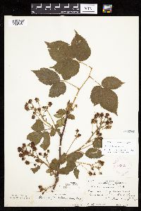 Rubus ablatus image
