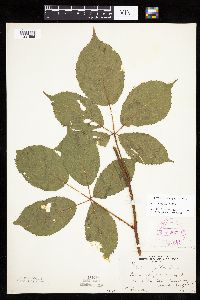Rubus ablatus image