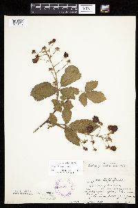 Rubus ablatus image