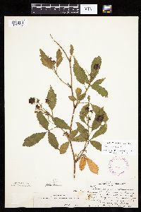 Rubus ablatus image