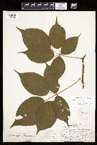 Rubus ablatus image