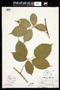 Rubus ablatus image