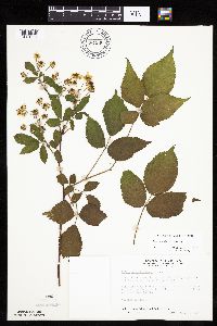 Rubus ablatus image