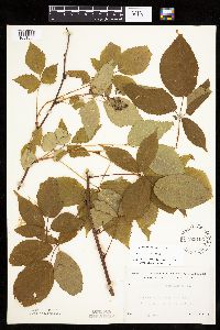 Rubus ablatus image