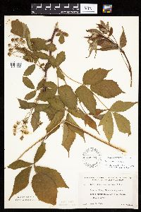 Rubus ablatus image