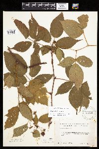 Rubus ablatus image