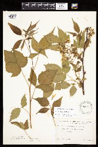 Rubus ablatus image