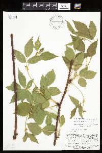 Rubus ablatus image