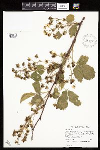 Rubus ablatus image