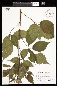 Media resource of Rubus ablatus