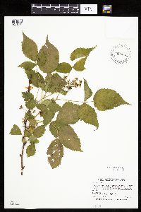 Rubus ablatus image