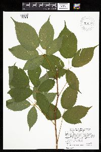 Rubus ablatus image