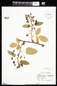 Rubus ablatus image
