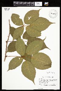 Rubus ablatus image