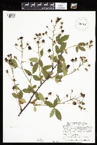 Rubus ablatus image