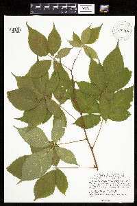 Rubus ablatus image