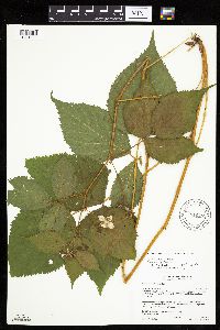 Rubus rosa image