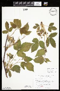 Rubus acridens image