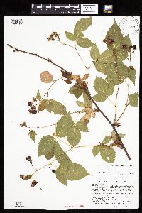 Rubus acridens image