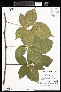 Rubus acridens image