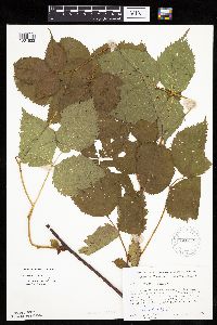 Rubus acridens image