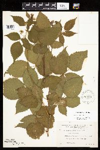 Rubus acridens image