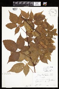 Rubus acridens image