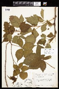 Rubus acridens image