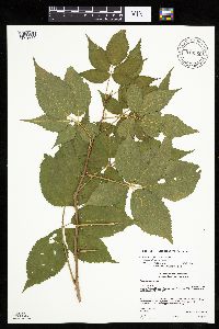 Rubus acridens image