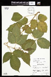 Rubus acridens image