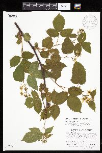 Rubus acridens image