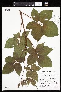 Rubus acridens image