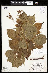 Rubus acridens image