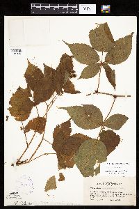 Rubus acridens image