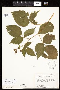 Rubus acridens image