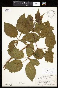 Rubus acridens image