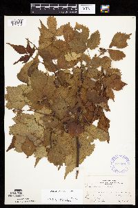 Rubus acridens image