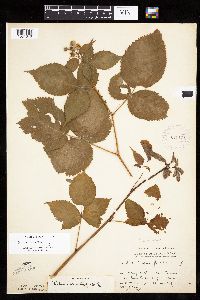 Rubus acridens image