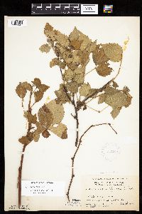 Rubus acridens image