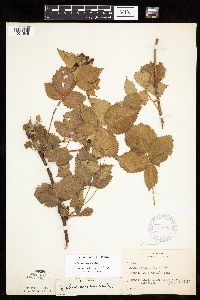 Rubus acridens image