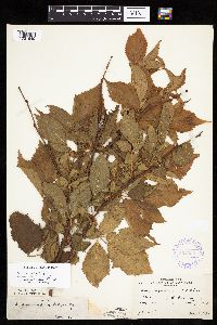 Rubus acridens image