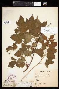 Rubus acridens image