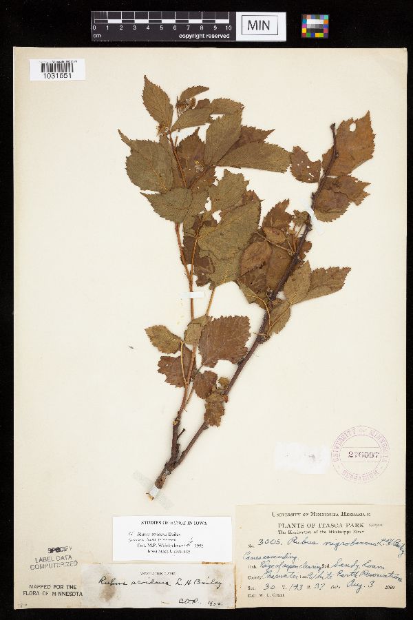 Rubus acridens image