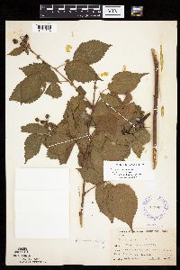 Rubus acridens image