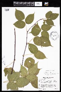 Rubus acridens image