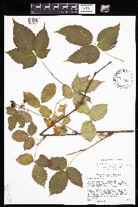 Media resource of Rubus acridens
