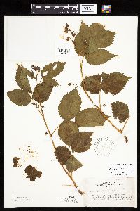 Rubus acridens image