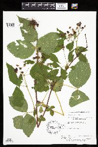 Rubus acridens image